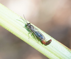 Thynnoidea