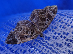 Lobogonodes erectaria