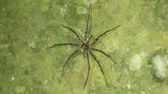 Heteropoda amphora