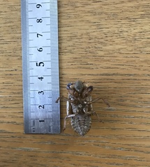 Cicadinae