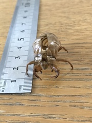 Cicadinae
