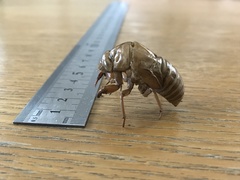 Cicadinae