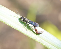 Thynnoidea