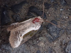 Stenoloba jankowskii