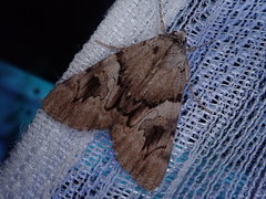 Catocala lara
