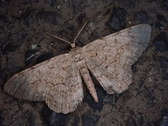 Hypomecis akiba