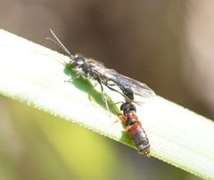 Thynnoidea