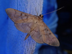 Herpetogramma pseudomagna