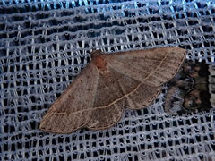 Paracolax trilinealis