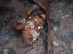 Dysmilichia gemella