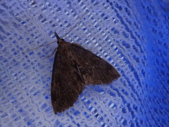 Hypena rivuligera