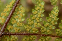 Hypolepis rufobarbata