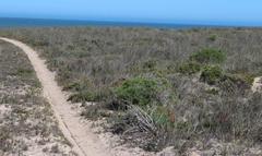 Cladoraphis cyperoides