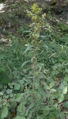 Solidago virgaurea virgaurea