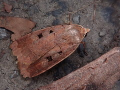 Sineugraphe bipartita