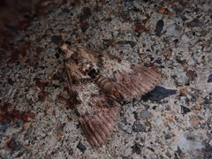 Termioptycha margarita