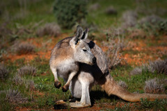 Osphranter robustus robustus