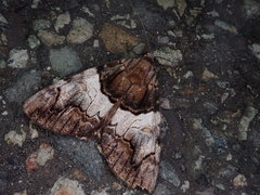Catocala deuteronympha omphale