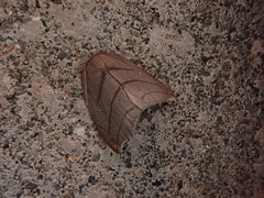 Pseudalbara parvula