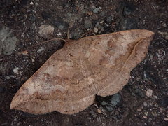 Blasticorhinus unduligera