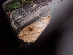 Evergestis forficalis