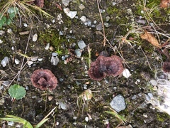 Thelephora caryophyllea