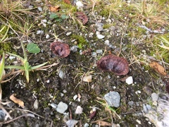 Thelephora caryophyllea