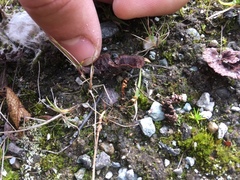Thelephora caryophyllea