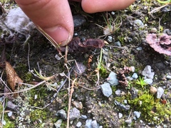 Thelephora caryophyllea