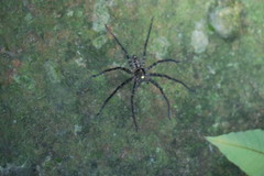 Heteropoda amphora
