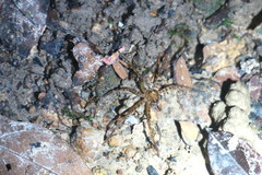 Heteropoda amphora