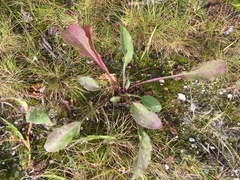 Solidago virgaurea lapponica