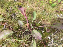 Solidago virgaurea lapponica