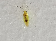 Dioclerus himalayanus