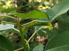 Macroglossum passalus