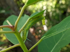 Macroglossum passalus