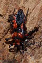 Tegea atropicta