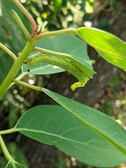 Macroglossum passalus