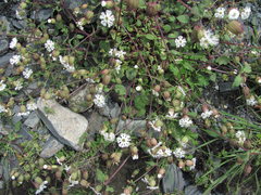 Silene lacera