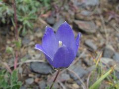 Campanula saxifraga