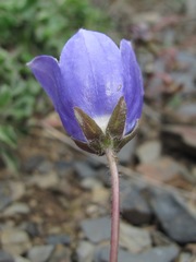 Campanula saxifraga