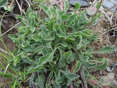Campanula saxifraga