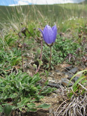 Campanula saxifraga