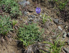 Campanula saxifraga
