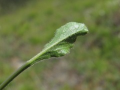 Campanula saxifraga