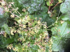 Alchemilla oxyodonta