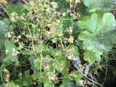 Alchemilla oxyodonta