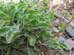 Campanula saxifraga