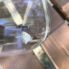 Pseudozizeeria maha