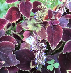 Pseudozizeeria maha